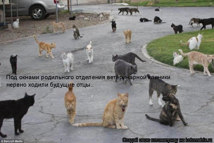 Под окнами родильного отделения ветеринарной клиники нервно ходили будущие отцы..... Котоматрица: Под окнами родильного отделения ветеринарной клиники нервно ходили будущие отцы..