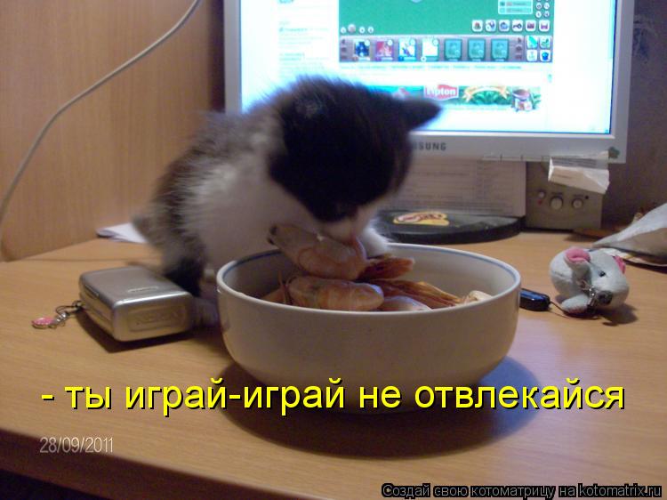 Котоматрица: - ты играй-играй не отвлекайся