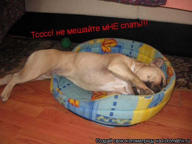 Котоматрица: Тсссс! не мешайте мНЕ спать!!!
