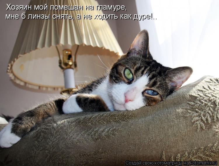 Котоматрица: Хозяин мой помешан на гламуре, мне б линзы снять, а не ходить как дуре!..