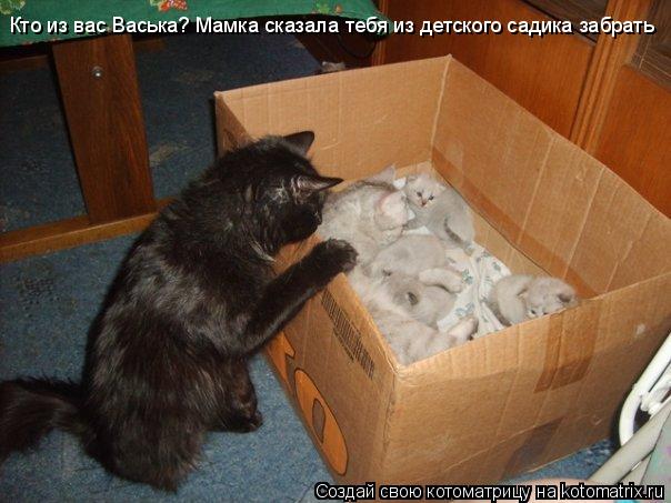 Котоматрица: Кто из вас Васька? Мамка сказала тебя из детского садика забрать