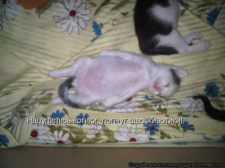 Котоматрица: Налупились котики,-лопнут щас животики!