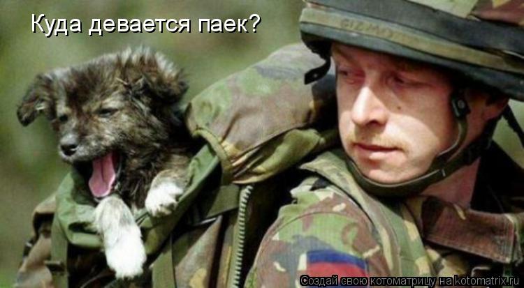 Котоматрица: Куда девается паек?