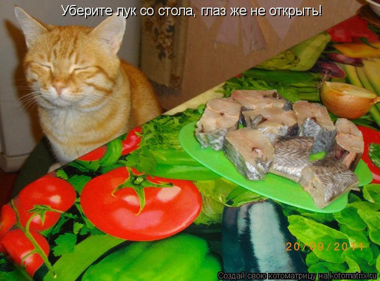 Котоматрица: Уберите лук со стола, глаз же не открыть!