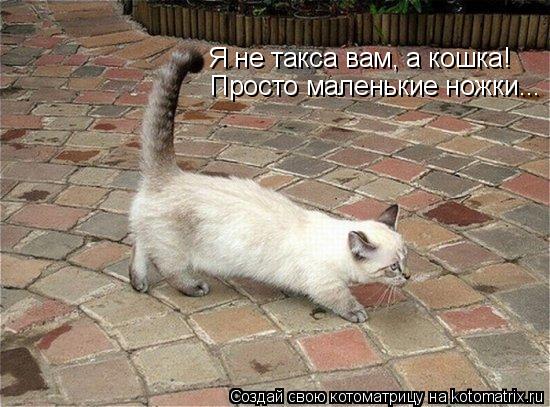Котоматрица: Я не такса вам, а кошка! Просто маленькие ножки...