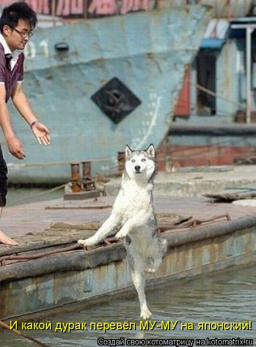 И какой дурак перевёл МУ-МУ на японский!... Котоматрица: И какой дурак перевёл МУ-МУ на японский!