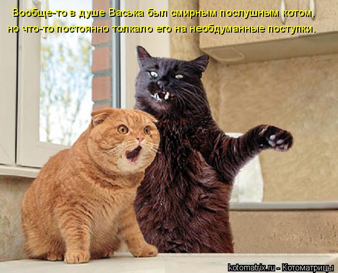 Котоматрица: Вообще-то в душе Васька был смирным послушным котом,  но что-то постоянно толкало его на необдуманные поступки…
