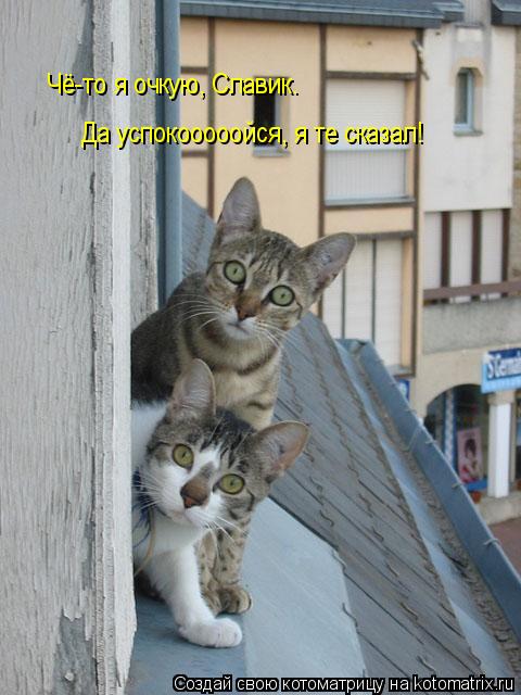 Котоматрица: Чё-то я очкую, Славик. Да успокооооойся, я те сказал!