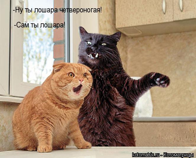 -Ну ты лошара четвероногая! -Сам ты лошара!... Котоматрица: -Ну ты лошара четвероногая! -Сам ты лошара!