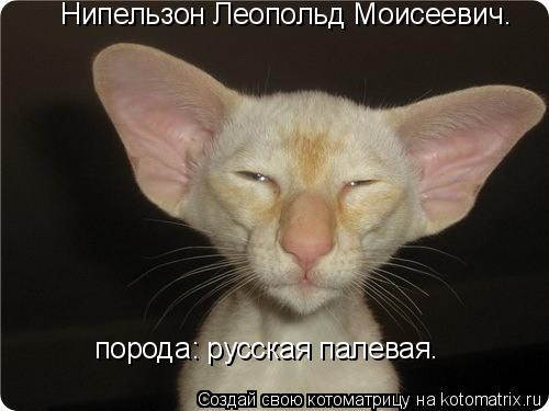 Котоматрица: Нипельзон Леопольд Моисеевич.  порода: русская палевая.