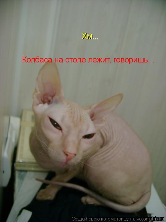 Котоматрица: Хм... Колбаса на столе лежит, говоришь...