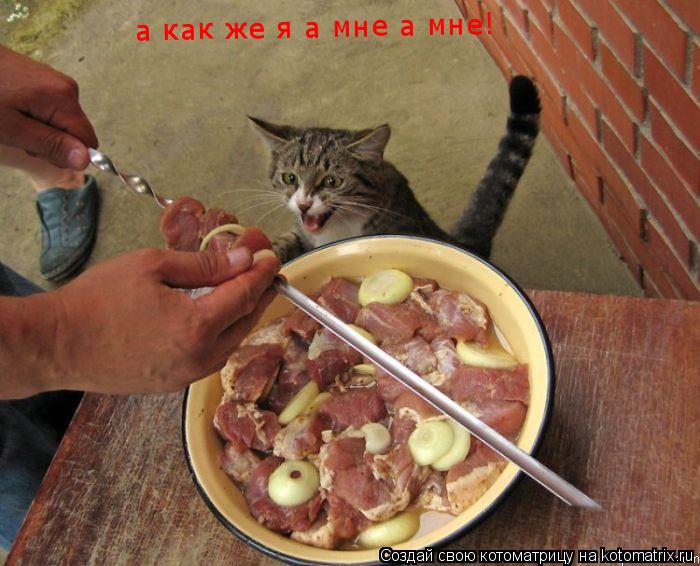 Котоматрица: а как же я а мне а мне!