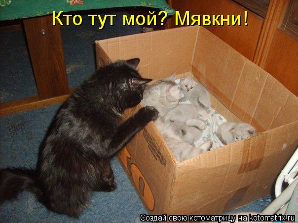 Котоматрица: Кто тут мой? Мявкни!