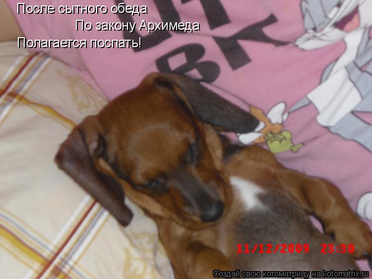Котоматрица: После сытного обеда По закону Архимеда Полагается поспать!
