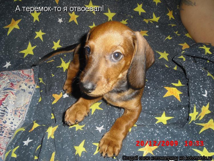 Котоматрица: А теремок-то я отвоевал!