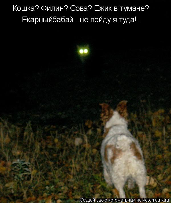 Кошка? Филин? Сова? Ежик в тумане? Екарныйбабай...не пойду я туда!..... Котоматрица: Кошка? Филин? Сова? Ежик в тумане? Екарныйбабай...не пойду я туда!..