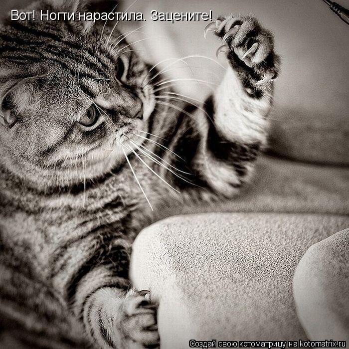 Котоматрица: Вот! Ногти нарастила. Зацените!