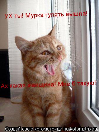 Котоматрица: УХ ты! Мурка гулять вышла! УХ ты! Мурка гулять вышла! Ах какая женщина! Мне б такую!