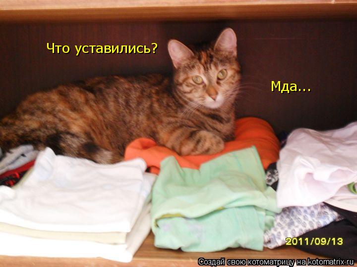 Котоматрица: Что уставились? Мда...