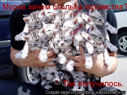 Котоматрица: Мурка зачем столько потомства? Так получилось.