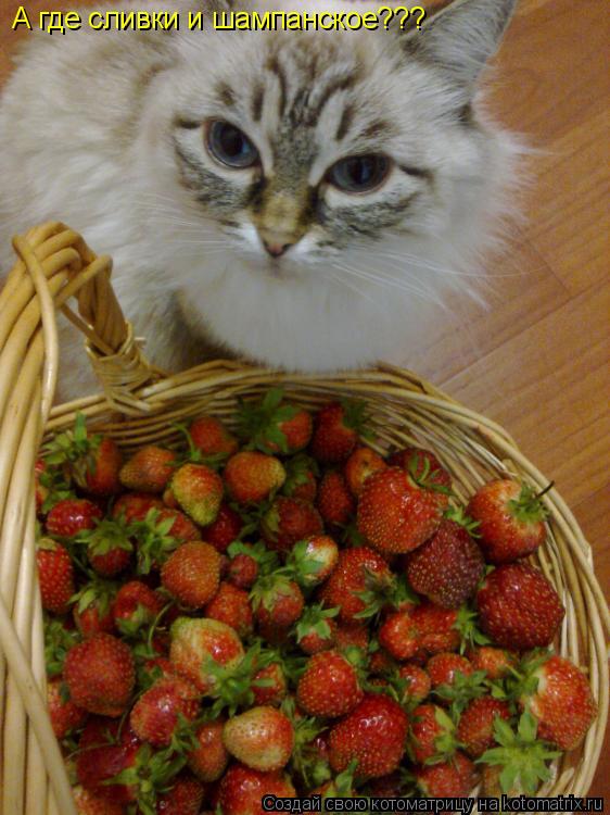 Котоматрица: А где сливки и шампанское???