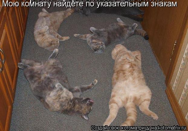 Котоматрица: Мою комнату найдете по указательным знакам
