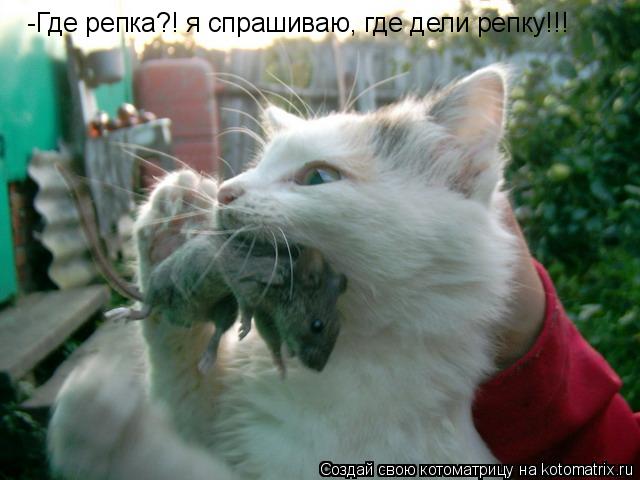 Котоматрица: -Где репка?! я спрашиваю, где дели репку!!!
