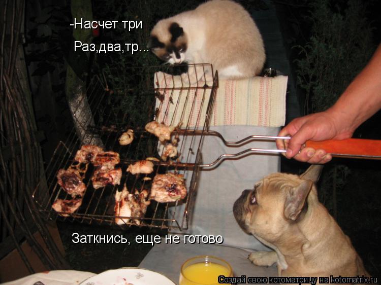 Котоматрица: -Насчет три Раз,два,тр... Заткнись, еще не готово