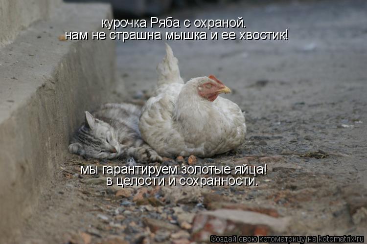 Котоматрица: курочка Ряба с охраной. нам не страшна мышка и ее хвостик! мы гарантируем золотые яйца! в целости и сохранности.