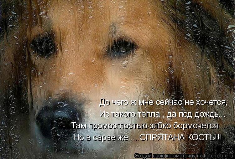 До чего ж мне сейчас не хочется, Из такого тепла , да под дождь... Там промозглостью зябко бормочется... Котоматрица: До чего ж мне сейчас не хочется, Из такого тепла , да под дождь... Там промозглостью зябко бормочется.... Но в сарае же ....СПРЯТАНА КОСТЬ!!!