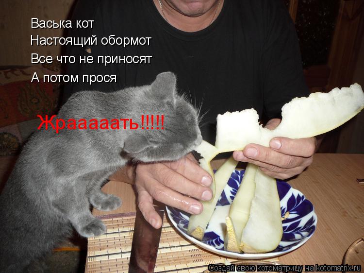 Котоматрица: Васька кот Настоящий обормот Все что не приносят А потом прося Жрааааать!!!!!