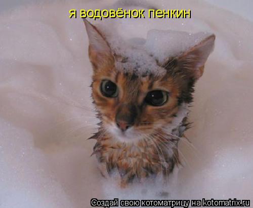 Котоматрица: я водовёнок пенкин