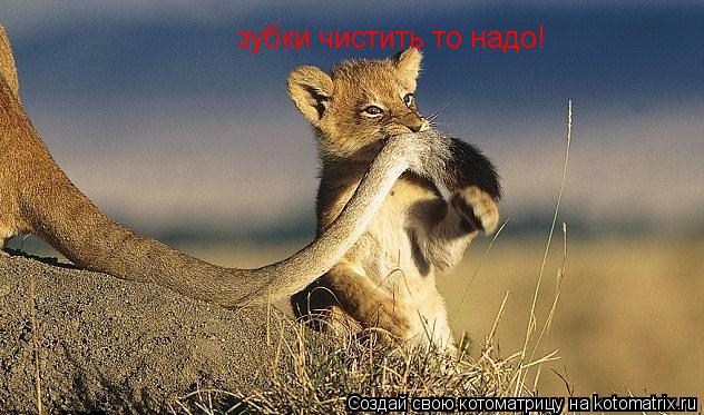 Котоматрица: зубки чистить то надо!