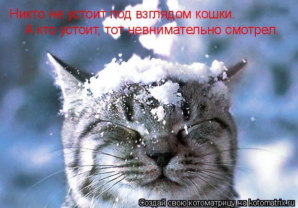 Котоматрица: Никто не устоит под взглядом кошки. А кто устоит, тот невнимательно смотрел.