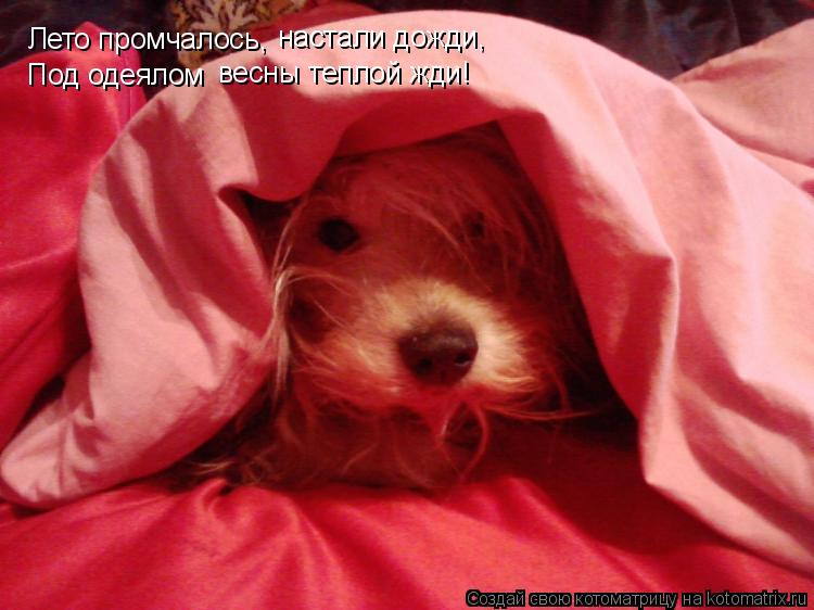 Котоматрица: Лето промчалось, настали дожди, Под одеялом весны теплой жди!