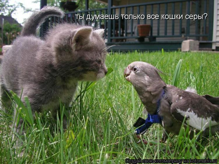 Котоматрица: ты думаешь только все кошки серы?