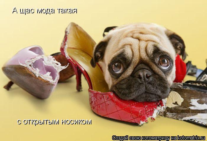 Котоматрица: А щас мода такая с открытым носиком