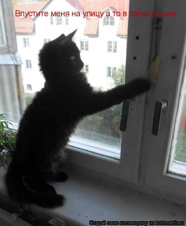 Котоматрица: Впустите меня на улицу а то в тапок налью