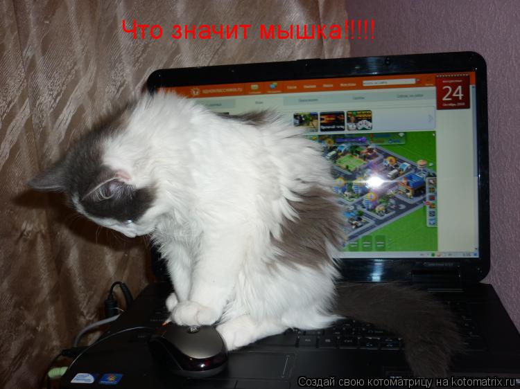 Котоматрица: Что значит мышка!!!!!