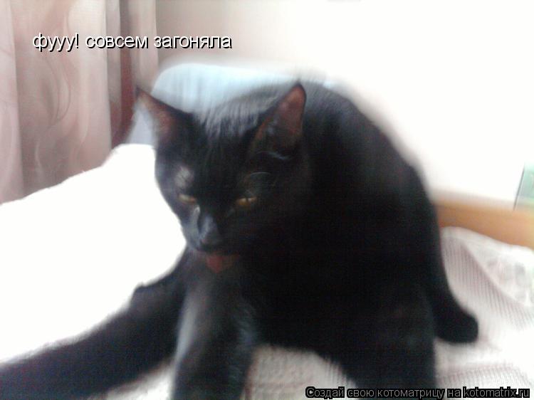 Котоматрица: фууу! совсем загоняла
