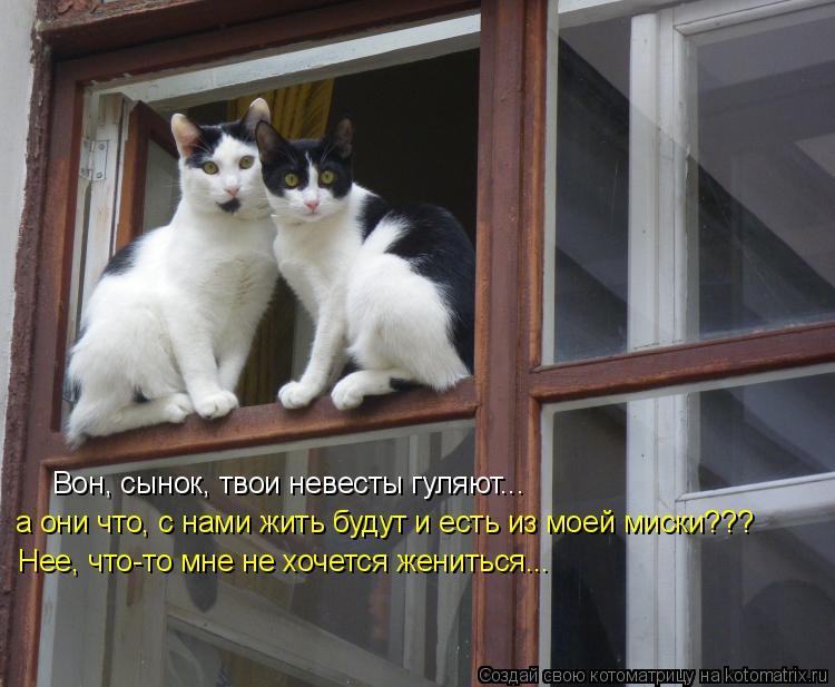 Котоматрица: Вон, сынок, твои невесты гуляют... а они что, с нами жить будут и есть из моей миски??? Нее, что-то мне не хочется жениться...