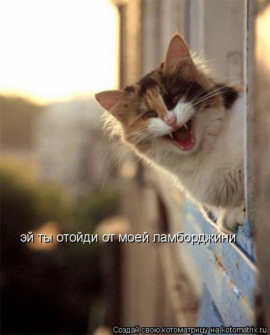 Котоматрица: эй ты отойди от моей ламборджини