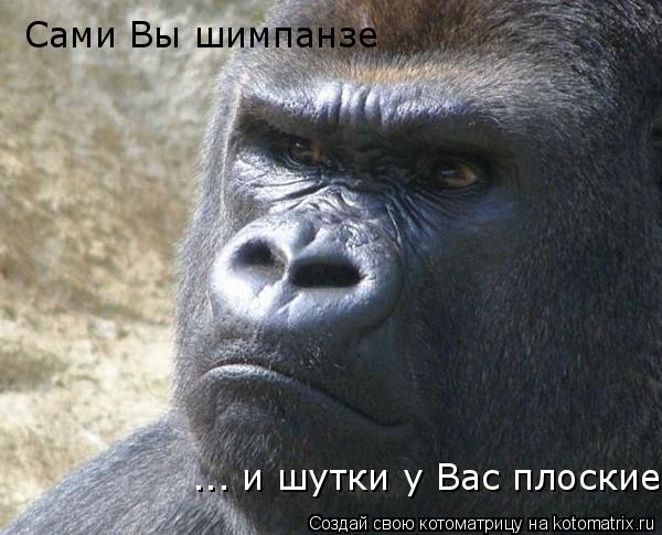 Котоматрица: Сами Вы шимпанзе ... и шутки у Вас плоские