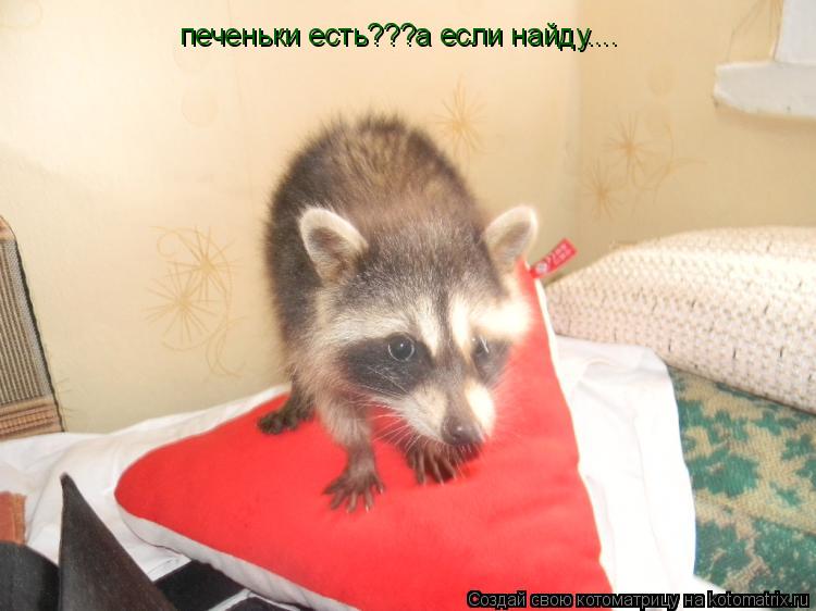Котоматрица: печеньки есть???а если найду....
