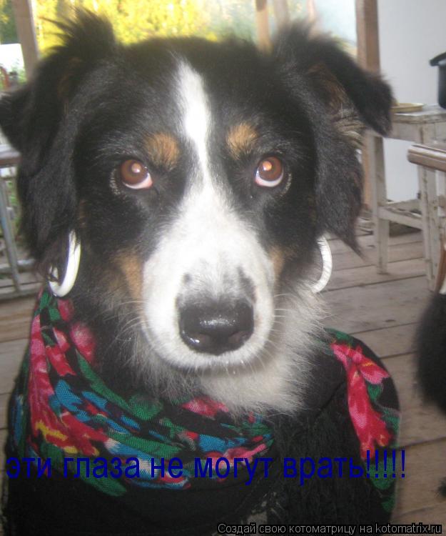 Котоматрица: эти глаза не могут врать!!!!!