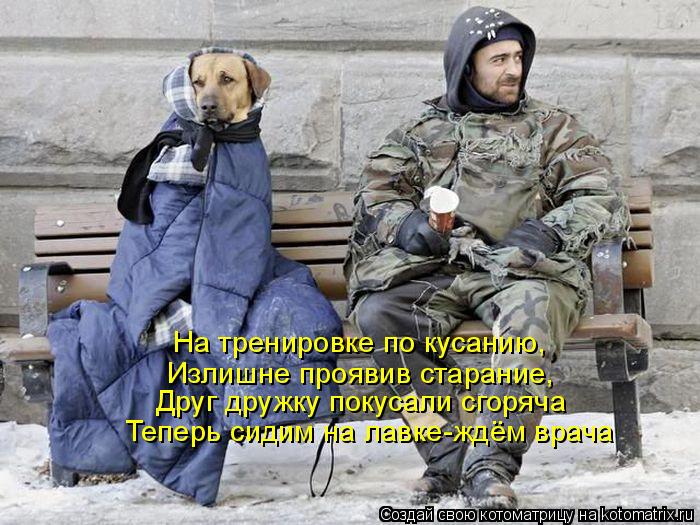 Котоматрица: На тренировке по кусанию,  Излишне проявив старание, Друг дружку покусали сгоряча Теперь сидим на лавке-ждём врача