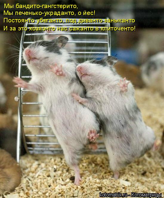 Котоматрица: Мы бандито-гангстерито,  Мы печенько-украданто, о йес!  Мы гулянто, убеганто  Постоянто убеганто, под диванто заныканто И за это хозяэнто нас 