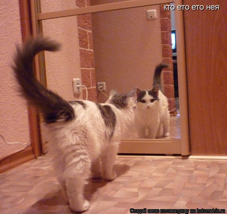 Котоматрица: кто ето ето нея
