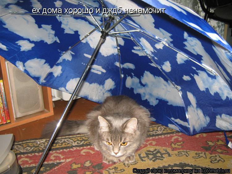 Котоматрица: ех дома хорошо и дждб ненамочит