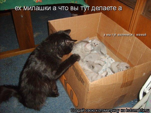 Котоматрица: ех милашки а что вы тут делаете а а мы тут валяемся с мамай